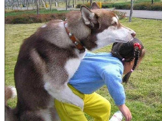 禽兽狗狗