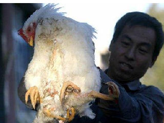 四条腿的鸡