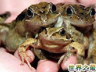 三头蛙