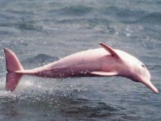 粉海豚