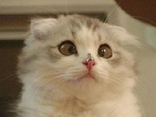 斗鸡眼的猫