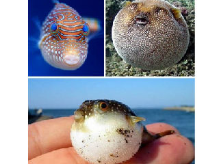 奇妙的海底生物
