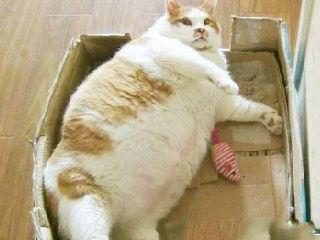 猫爷爷