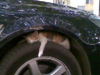 车下留猫