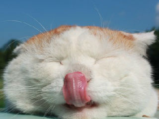 猫叔：你能舔到鼻子吗？