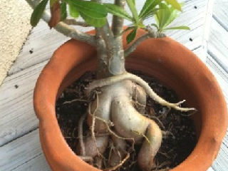 植物都成精了