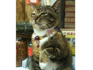 现实版的招财猫