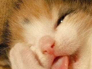 猫猫偷瞄