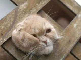 猫头卡住了