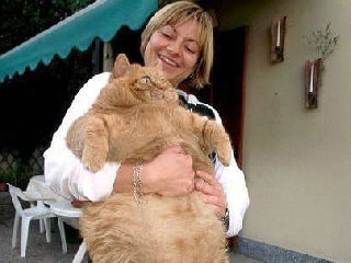 意大利第一肥猫