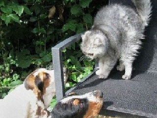 恶猫斗恶狗