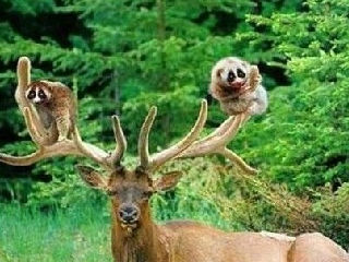 看看什么叫和谐动物世界