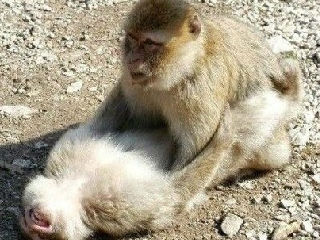 这两只猴子在干什么？