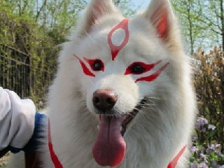 狗狗COSPLAY