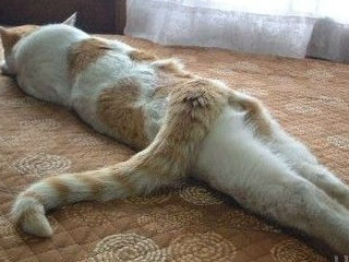 猫秀美腿