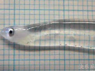 透明鱼