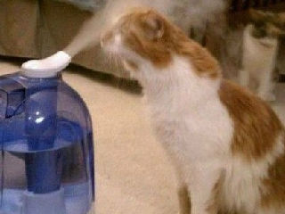 猫咪美容