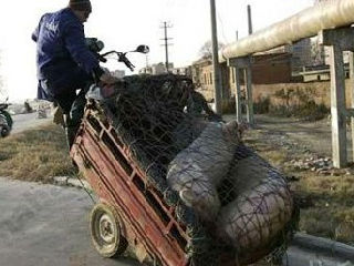 三轮车超载