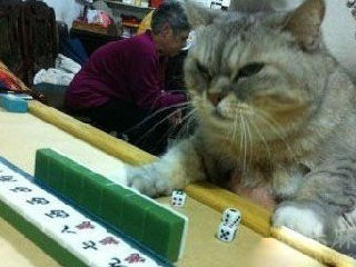 加菲猫打麻将