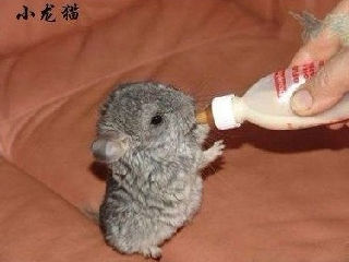 小龙猫