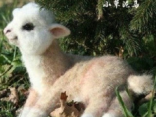 小草泥马