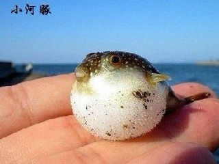 小河豚