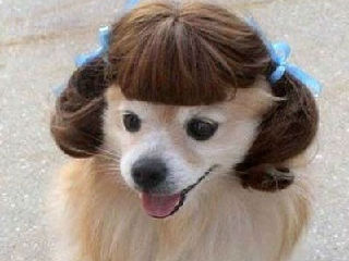 萝莉狗