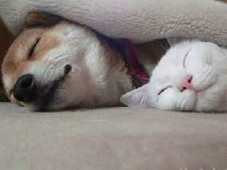 猫和狗睡觉