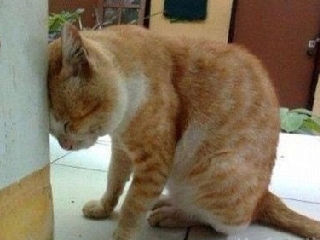 我撞墙死了算了