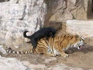 老虎被猫强奸