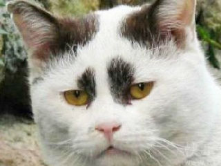 很像周立波的猫