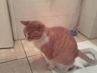 猫上厕所