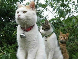 可爱的猫咪