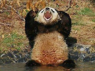 熊猫的怒吼