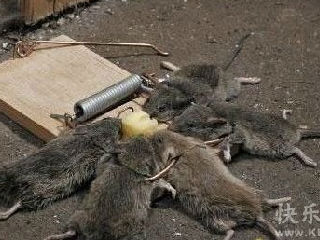 老鼠夹夹死5条老鼠