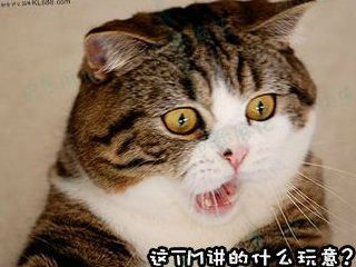 受到惊吓的猫