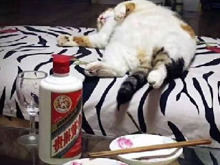 爱喝茅台酒的猫