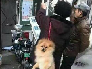 有人这样带狗的吗