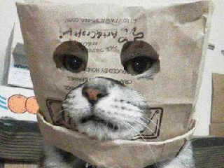 喜欢蒙面打劫的猫