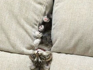 熊孩子（猫咪）