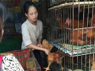 美女卖鸡