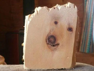 天然狗画像