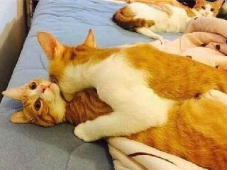 猫咪床上做爱