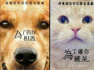 每只狗和猫都有存在的意义