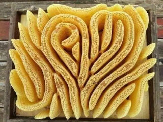 蜂巢的内部构造