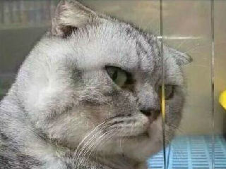 藐视你的猫